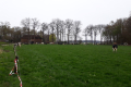 KoeienKleinhagenbeek2